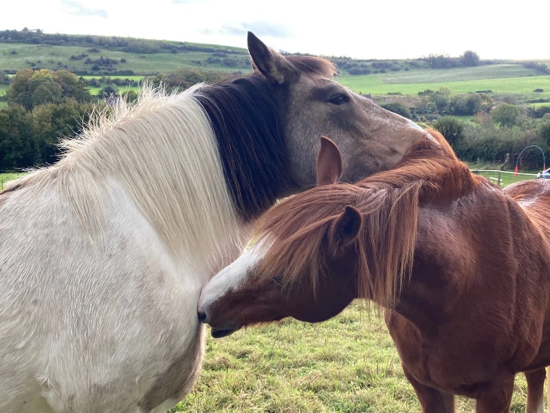 brandy snap and Chelsea girl snuggling each other