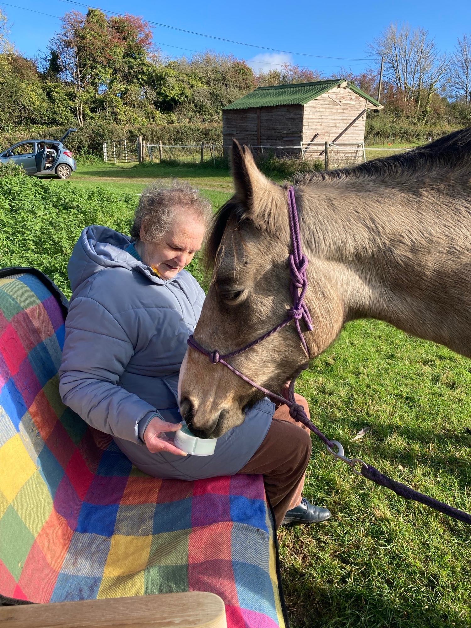 immersive equine therapy session